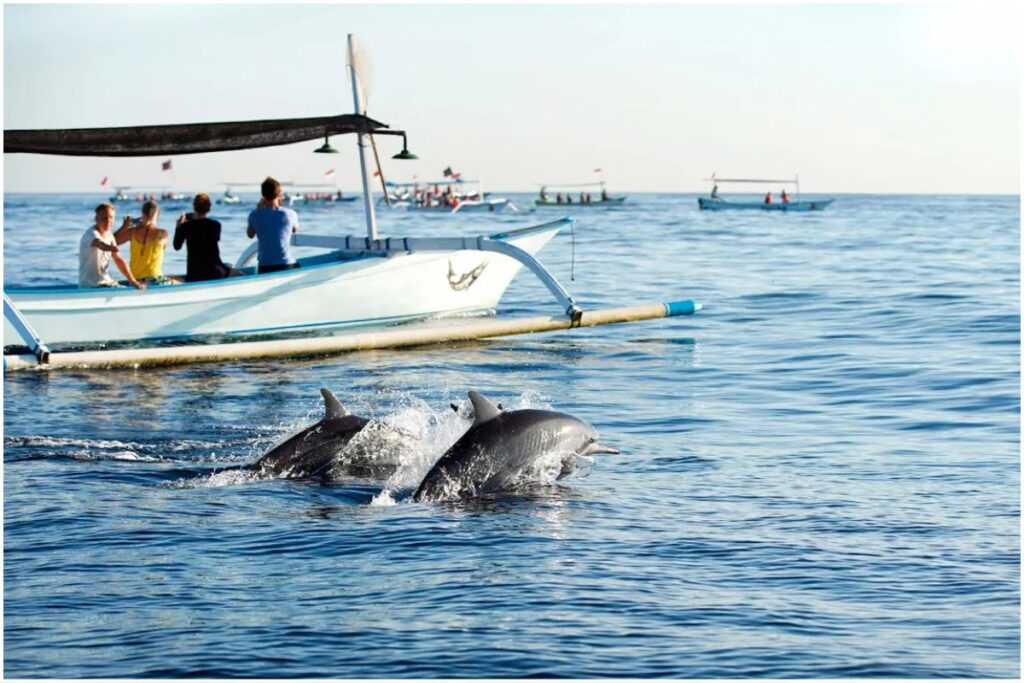 Dolphin at Lovina