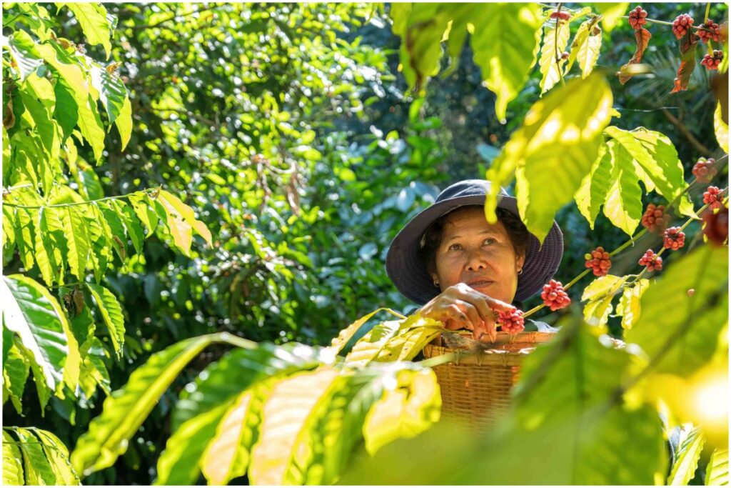 Coffee Plantation