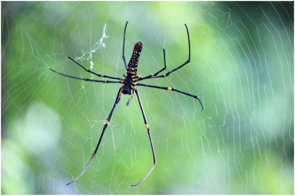 Spiders in Bali: Black Golden Orbweaver