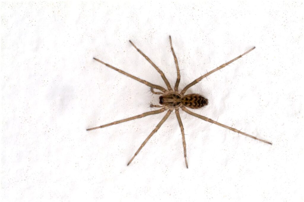 Spiders in Bali: Common House Spider