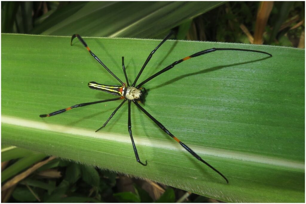 Spiders in Bali: Black Golden Orbweaver
