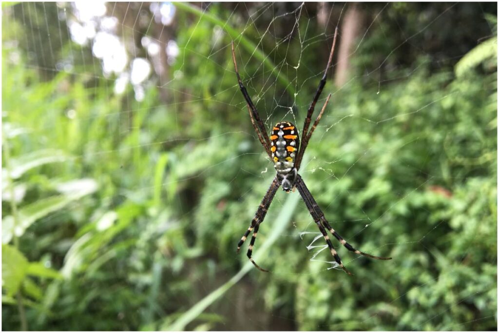 Grass Cross Spider