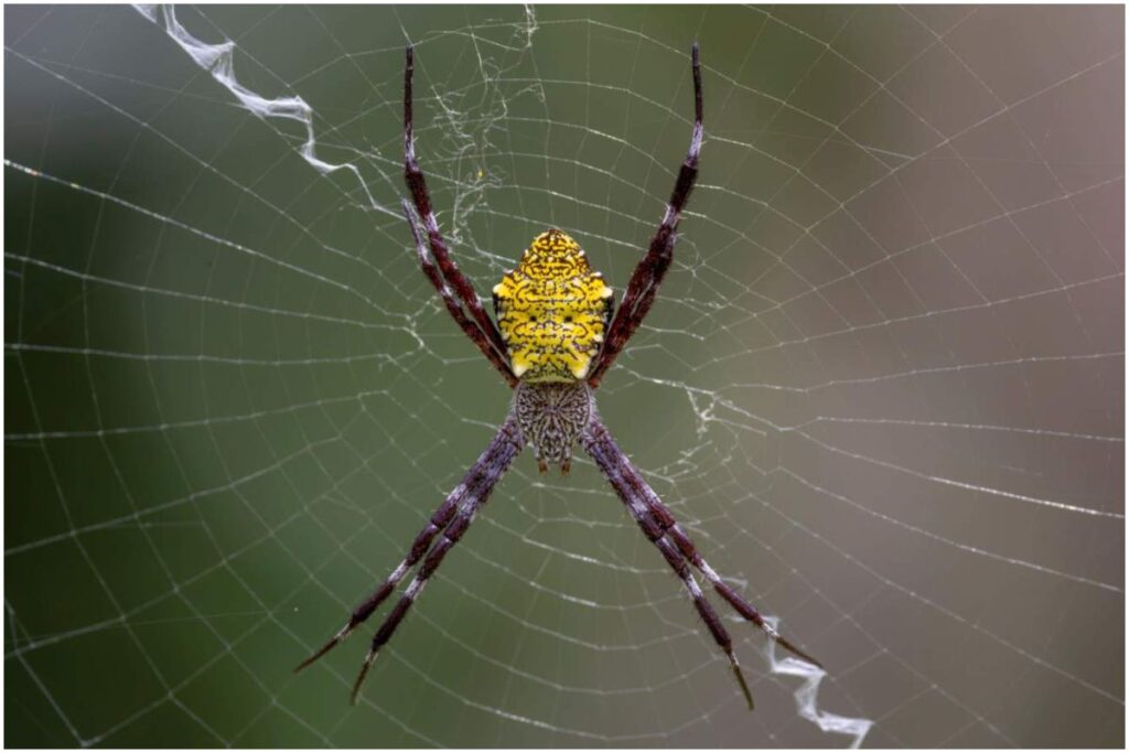 Hawaiian Garden Spider