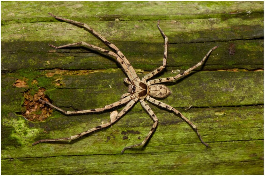 Pantropical Huntsman Spider