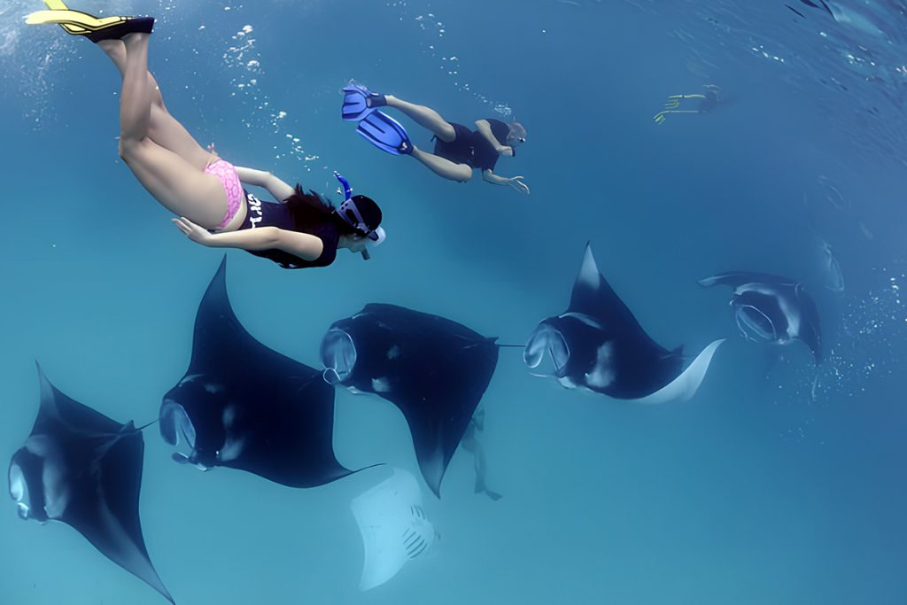 manta ray bali
