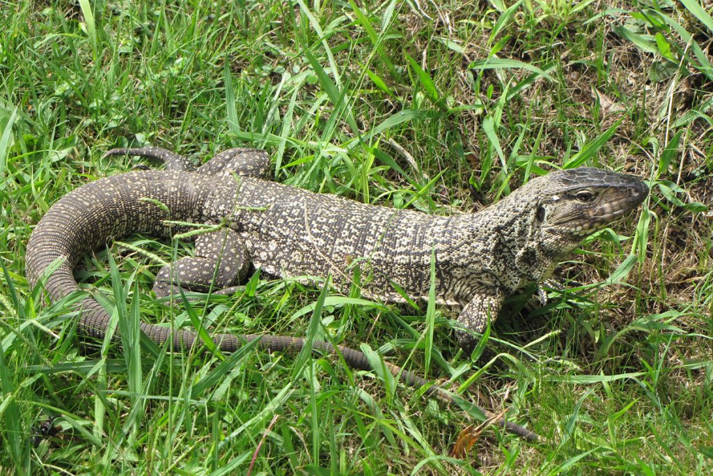 biawak