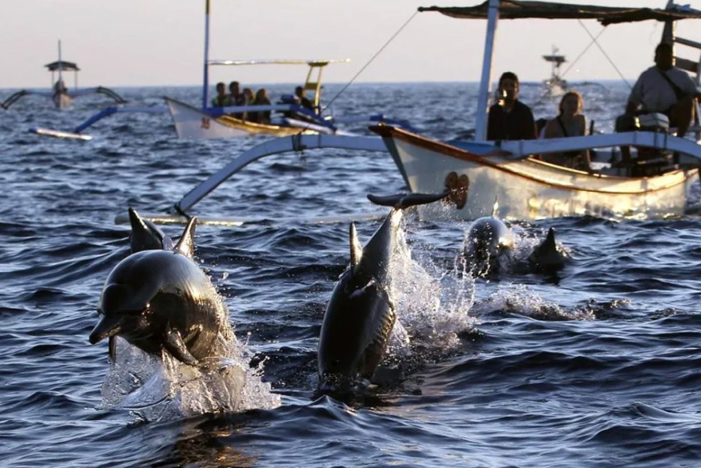 wisata bali utara lumba-lumba lovina
