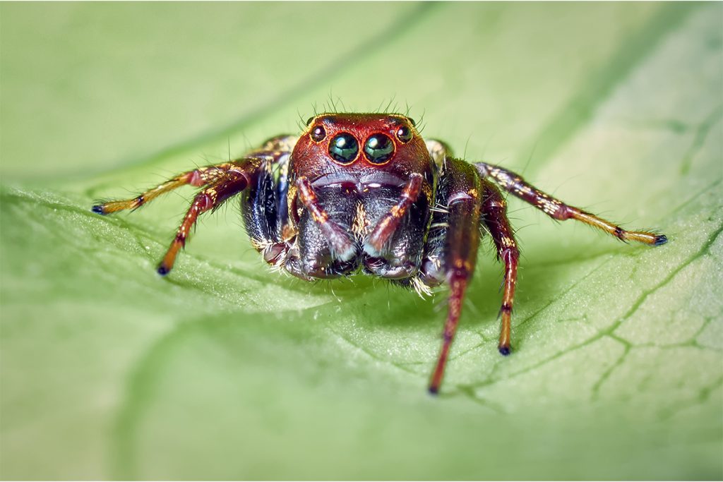 spiders