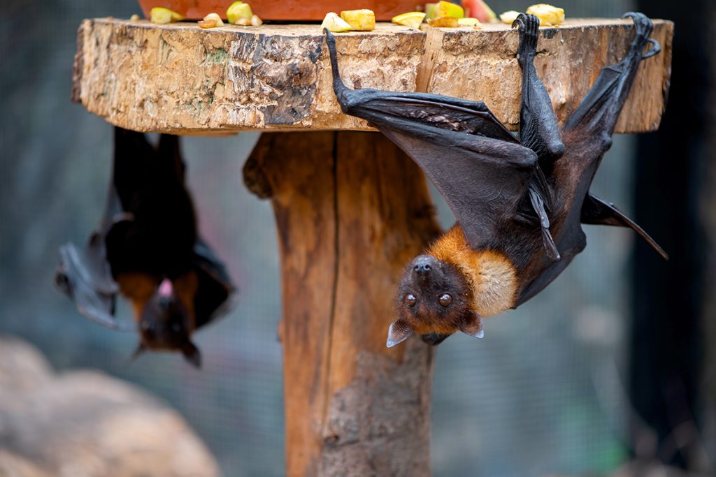 bats