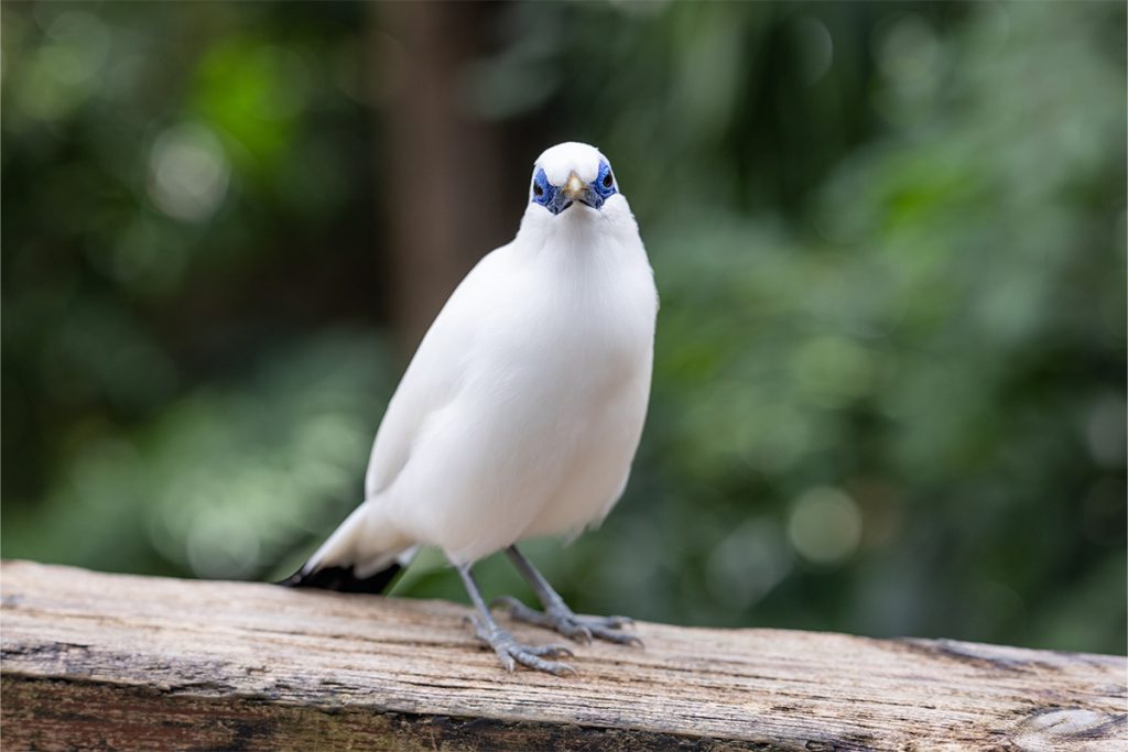 bird