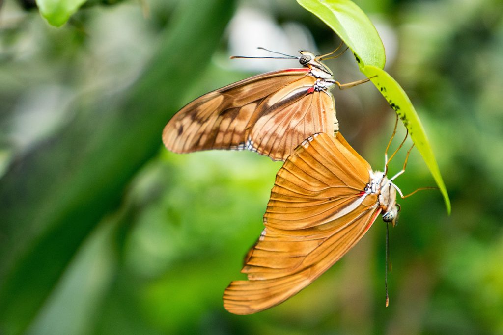 butterfly