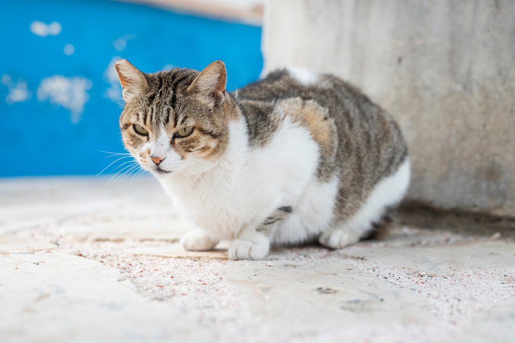 cats