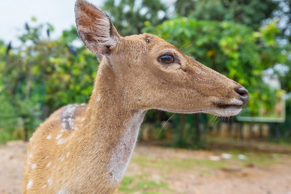 deer