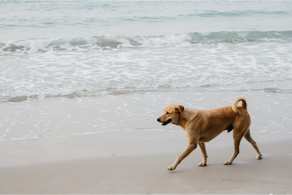 dog