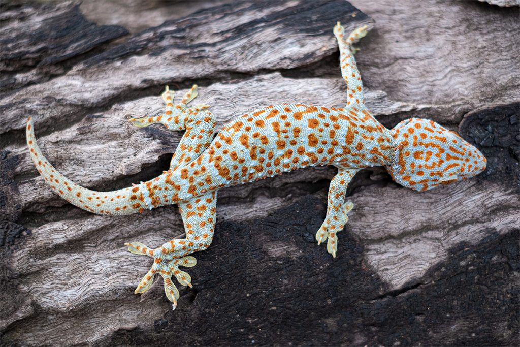 gecko