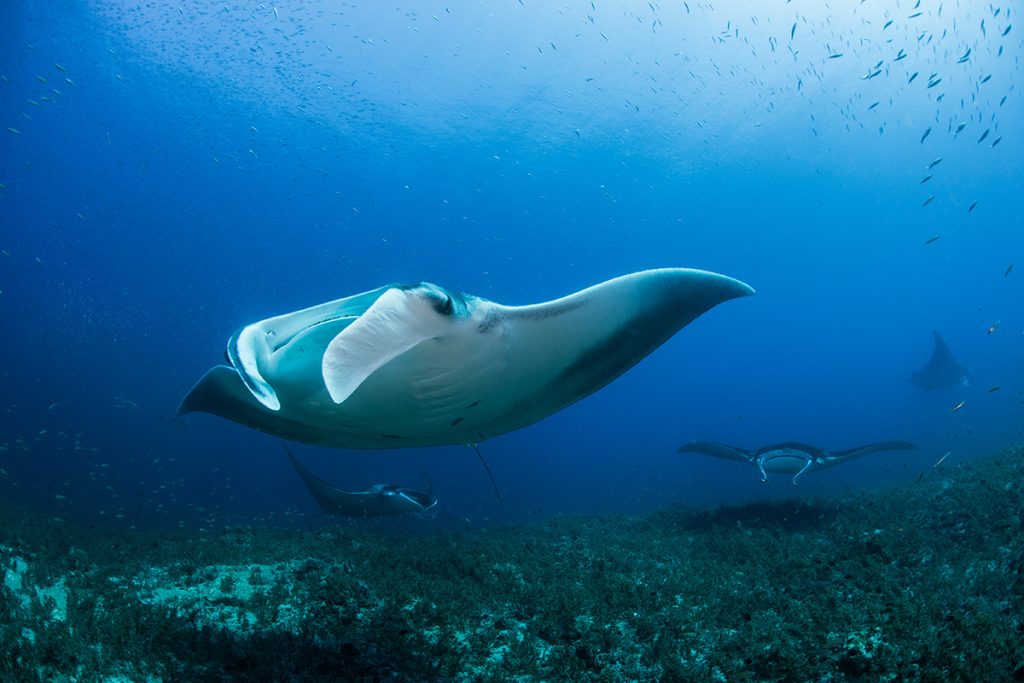 manta rays