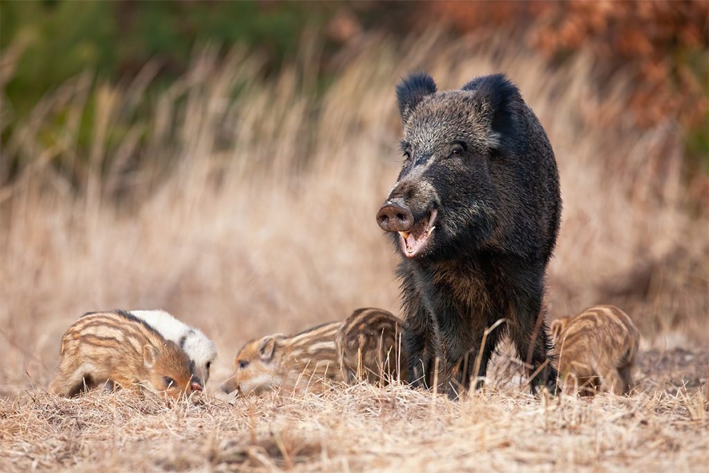 boar