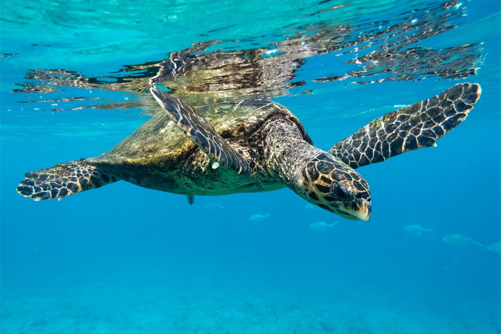 sea turtles