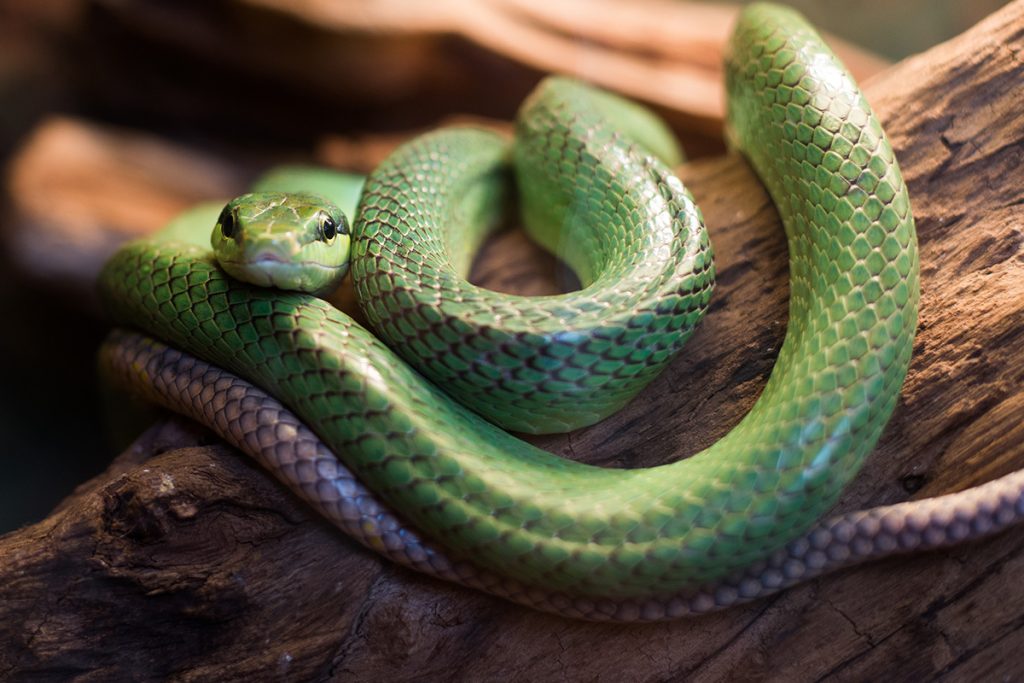 snakes