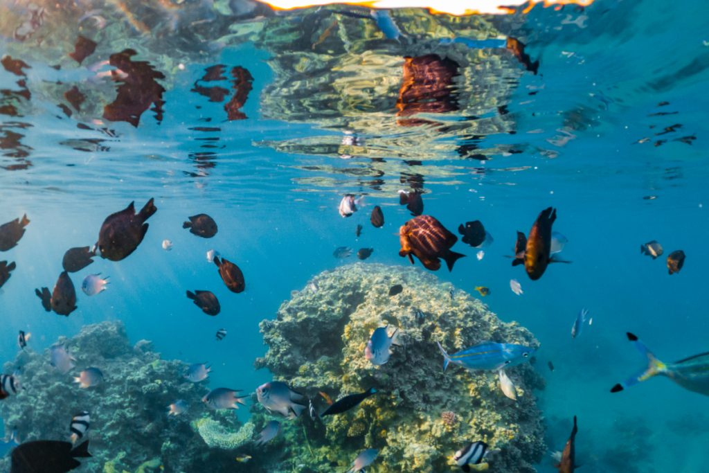 snorkeling spot in bali: Blue Lagoon, Padang Bai