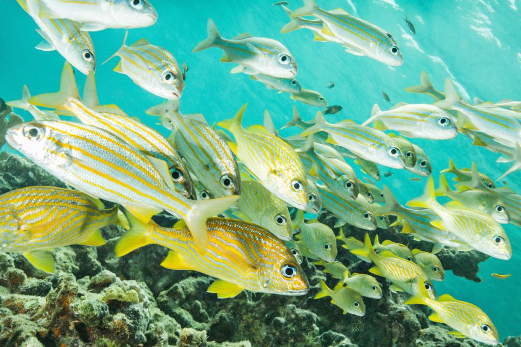 fish Gamat Bay