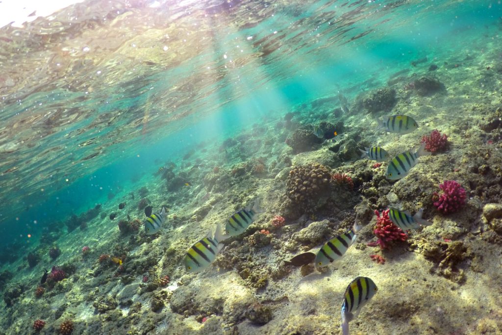 menjangan snorkeling destination in bali