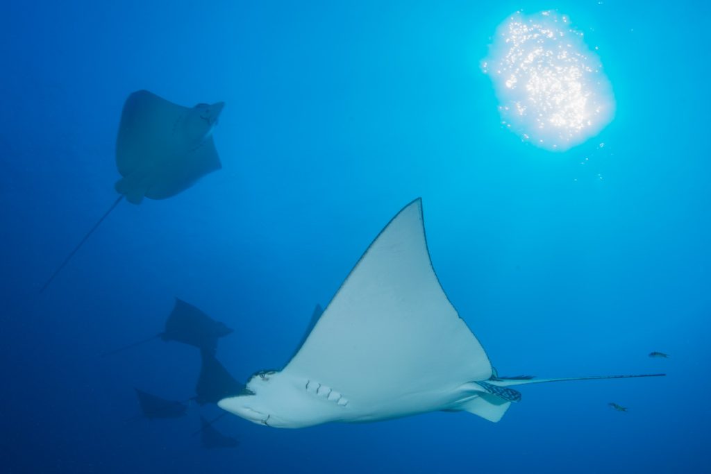 Manta Bay