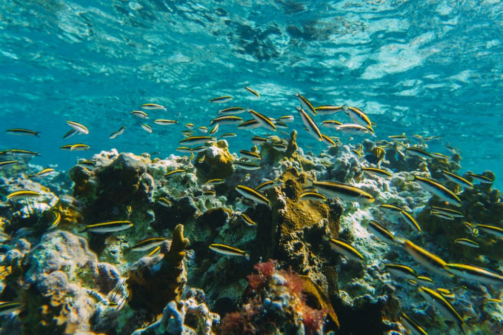 underwater nusa penida