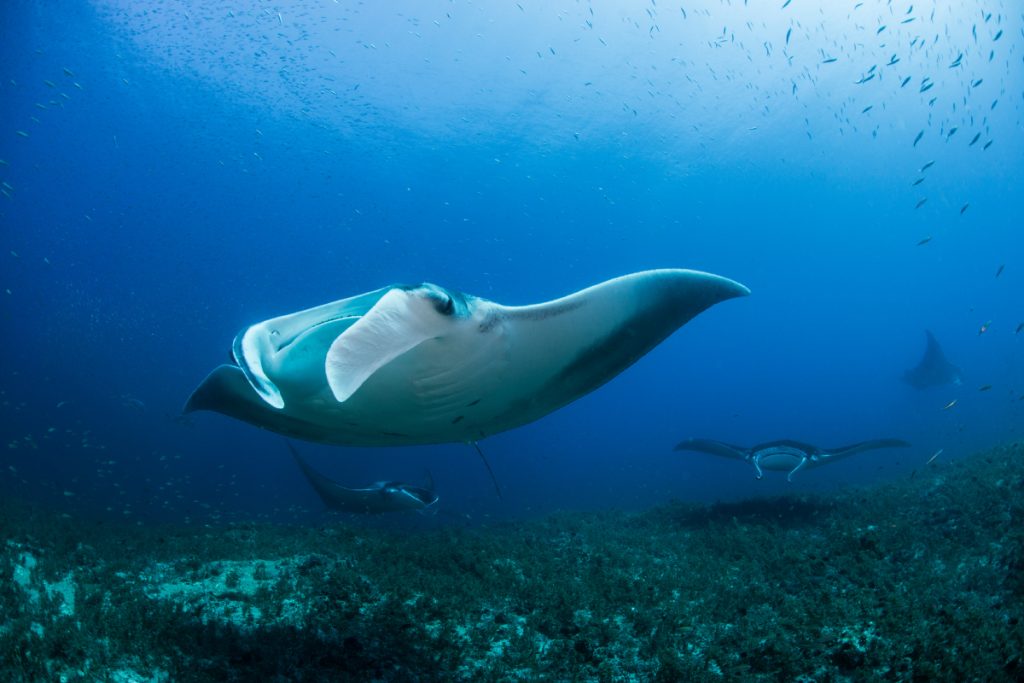 snorkeling spot in Nusa Penida