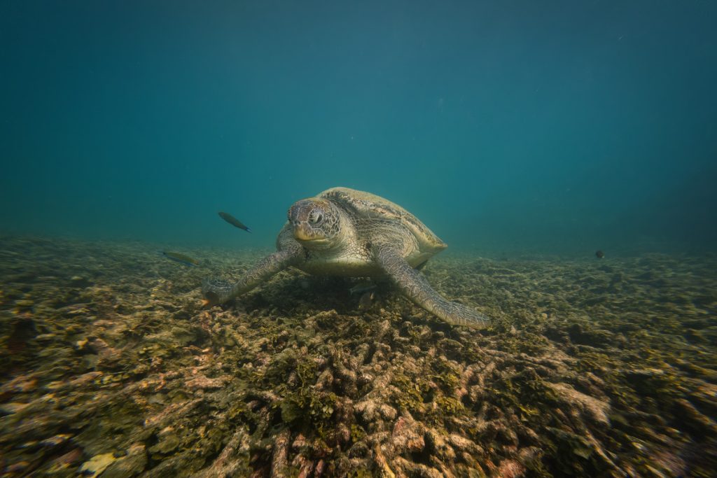 turtle