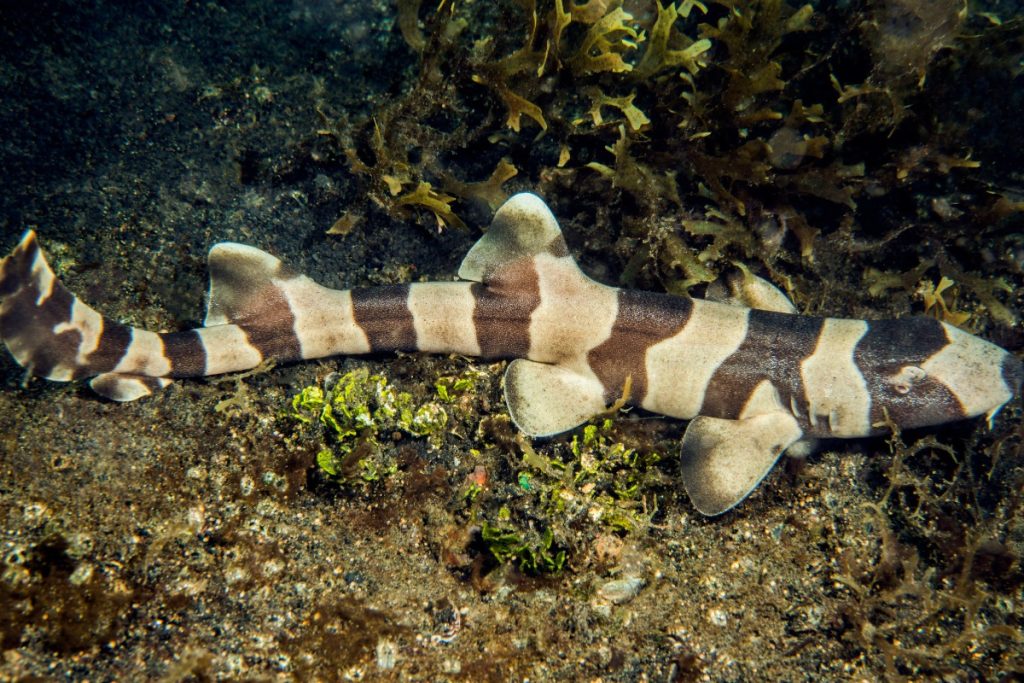Bamboo Shark