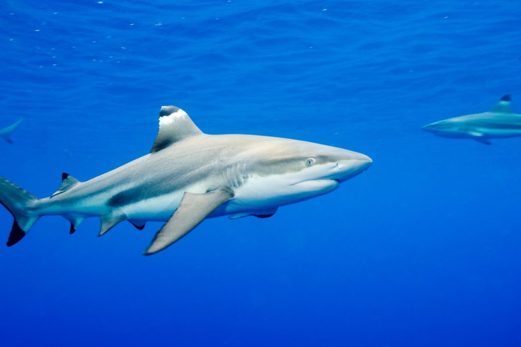 Blacktip Reef Shark