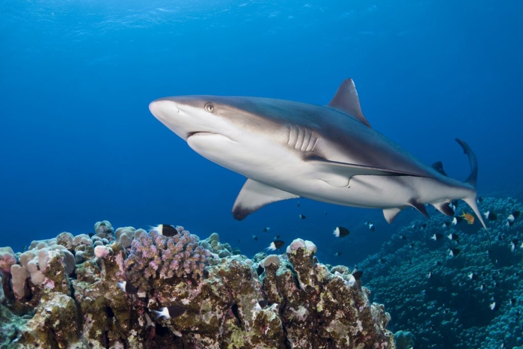 Grey Reef Shark