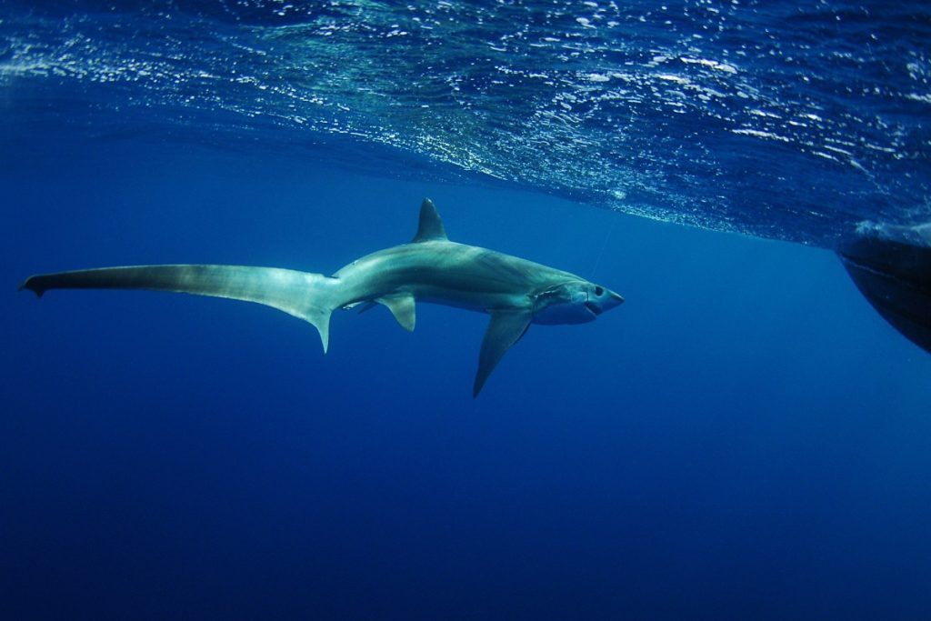 Thresher Shark