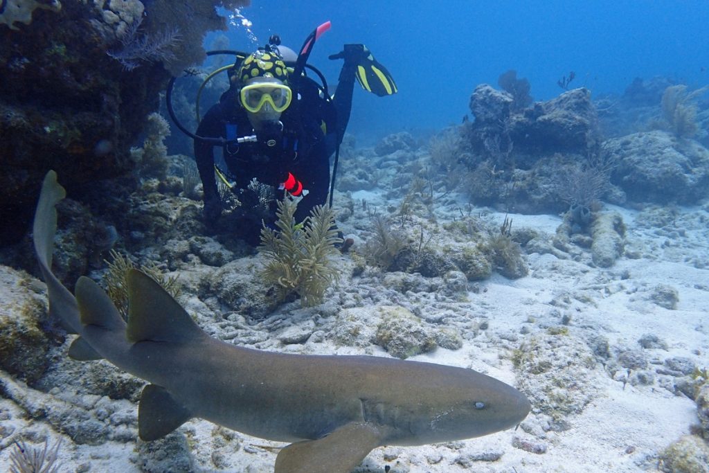 Tips for Diving with Sharks in Bali