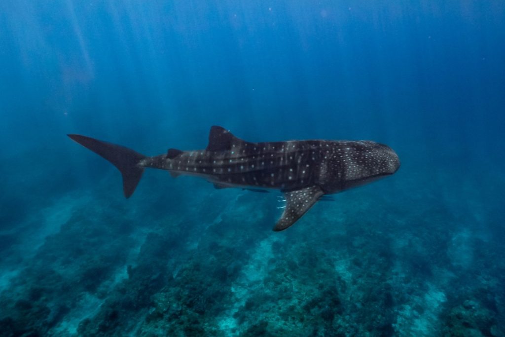 Whale Shark