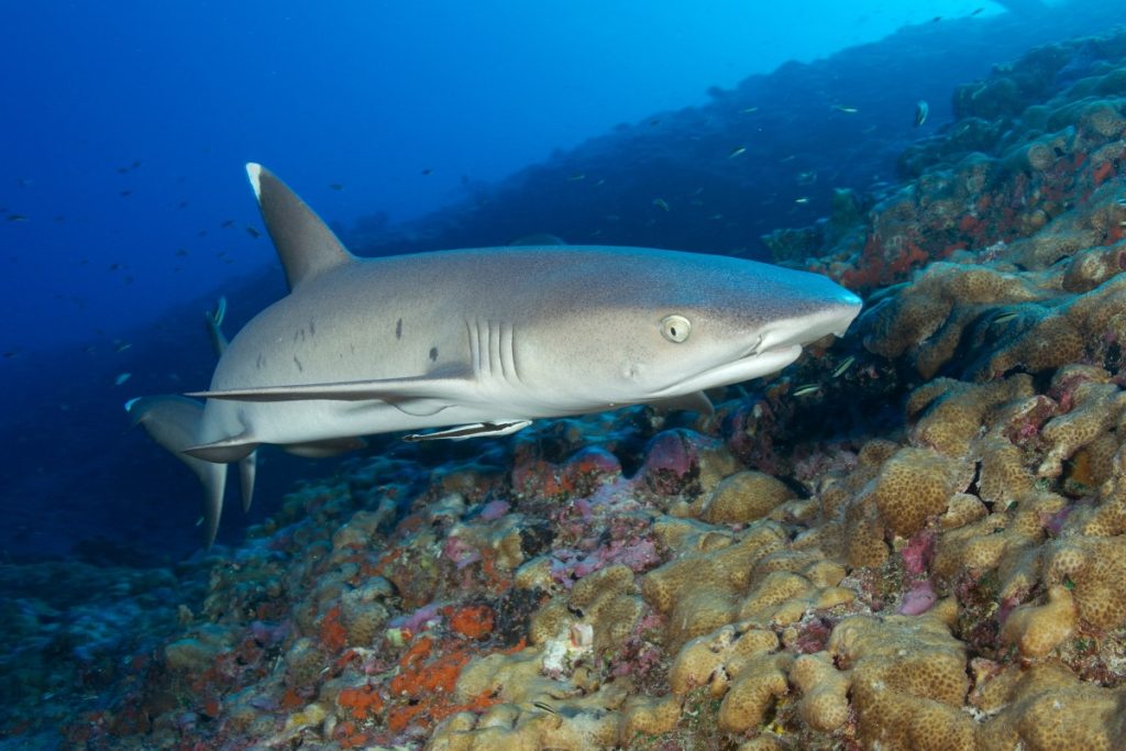 Whitetip Reef Shark