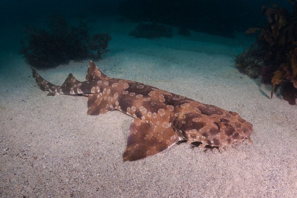 Wobbegong Shark